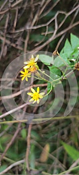 Packera aurea  commonly known as golden ragwort or simply ragwort, is a perennial flower in the family Asteraceae.