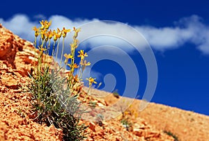 Packera cana flower or Woolly groundsel flower, Bryce Canyon National Park