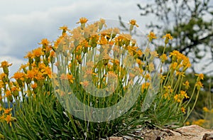 Packera cana or Woolly groundsel flower bush, Bryce Canyon National Park