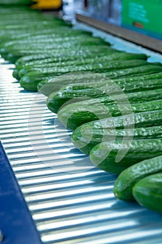 Packing of big ripe long green cucumbers for transportation, bio