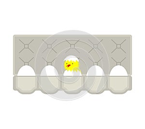 Packing eggs hatched chicken isolated. Vector illustration