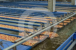 Packing House Sorting Line With Apples In Flumes In Postharvest Production