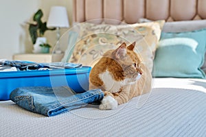 Packing luggage in suitcase, cat lying on bed