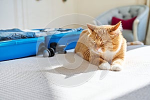 Packing luggage in suitcase, cat lying on bed