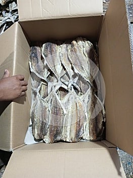 Packing Traditional Fish Product from Indonesia Dried Salted Mackerel Tuna Euthynnus Affinis