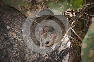 Packrat on Cactus