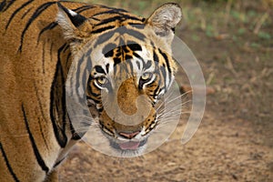 Pacman, Bengal Tiger, Panthera Tigris Tigris, Ranthambore, Rajasthan, India