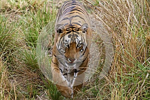 Pacman, Bengal Tiger, Panthera Tigris Tigris, Ranthambore, Rajasthan, India