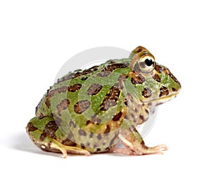 Pacman frog