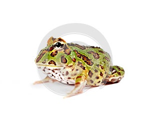 Pacman frog