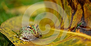 Pacman frog