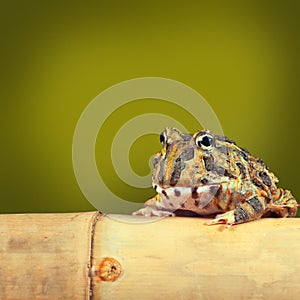 Pacman frog funny tropical toad