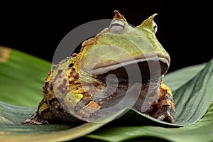 Pacman frog or horned toad
