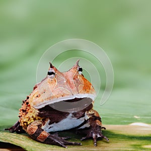 Pacman frog or horned toad Amazon rain forest