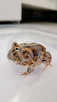 Pacman Frog is South American horned frogs, from genus Ceratophrys