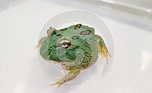 Pacman Frog is South American horned frogs, from genus Ceratophrys