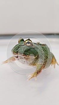 Pacman Frog is South American horned frogs, from genus Ceratophrys