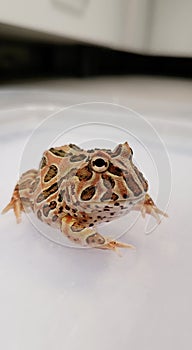 Pacman Frog is South American horned frogs, from genus Ceratophrys