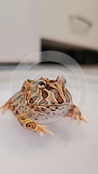 Pacman Frog is South American horned frogs, from genus Ceratophrys