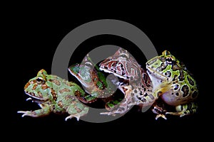 The pacman frogs isolated on black