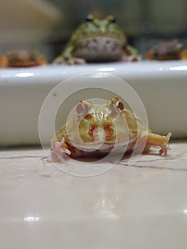 Pacman Tree Frog Exoitic Wildlife