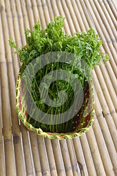 Paco Fern, Small Vegetable fern, Vegetable fern in basket