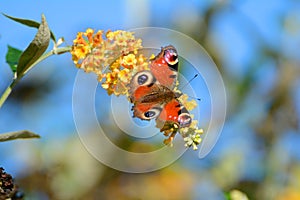 Pacock butterfly, aglais io, in autumn