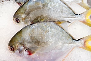 Pacu, Characidae fish on ice saling in market photo