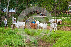 The Pacu Jawi bull racing event in West Sumatra, Indonesia.