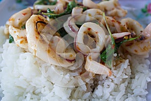Pad kra pro, Stir fried squid with chilli and basil