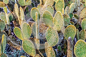 Pad-like stems of bunny ears cactus with yellow glochids, closeup