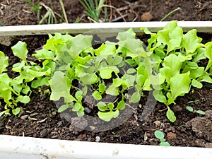 Padang, Indonesia -  planting lettuce seedlings that have thrived 2 weeks old in pots