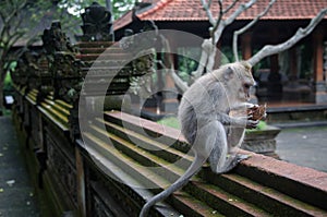 Padangtegal Monkey Forest, famous touristic place in Ubud, Bali Indonesia