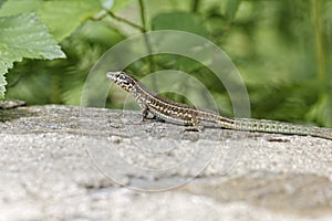 Padarcis tiliguerta, Tyrrhenian Wall Lizard