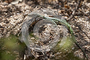 Padarcis tiliguerta, Tyrrhenian wall Lizard in Corsica.