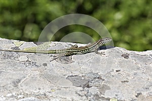 Padarcis tiliguerta, Tyrrhenian Wall Lizard (male) on a wall in Corsica, France