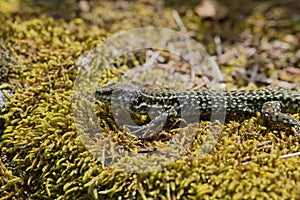 Padarcis tiliguerta, Tyrrhenian Wall Lizard (male) on a wall in Corsica, France