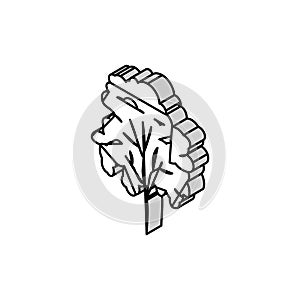 padauk tree jungle amazon isometric icon vector illustration