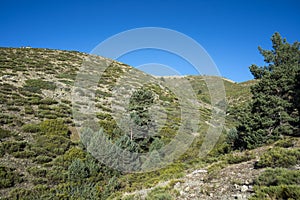 Padded brushwood and Scots pine forest