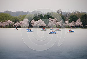 Paddle Boats on the Tidal Basin with Cherry Blossoms