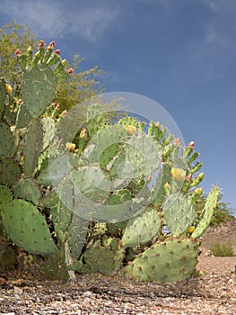 Paddle Cactus