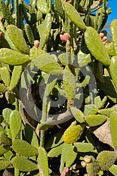 Paddle cactus