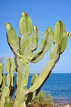 Paddle cactus