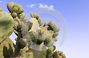 Paddle cactus