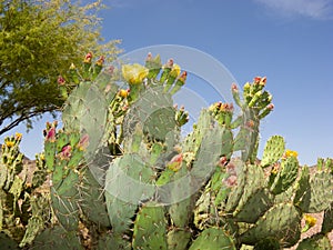 Arizona Paddle Cactus