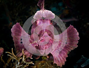 Paddle-flap Scorpionfish Rhinopias eschmeyeri - Lembeh Straits