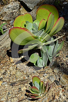 Paddle shaped thick leaves on succulent plants Kalanchoe Thyrsiflora, also called paddle plant