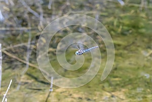 Paddle-tailed Darner Dragonfly Aeshna palmata in Flight in Northern Colorado