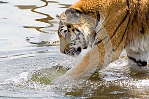 Paddle tiger