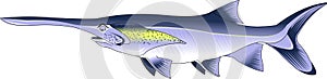 Paddlefish